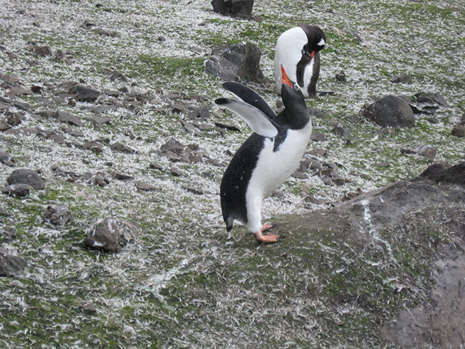 Gentoo penguin displaying on King George Island, Antarctica